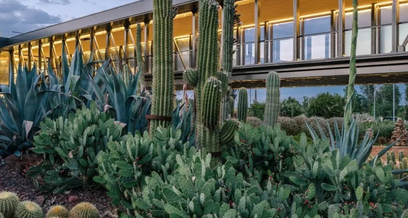 arid landscape project